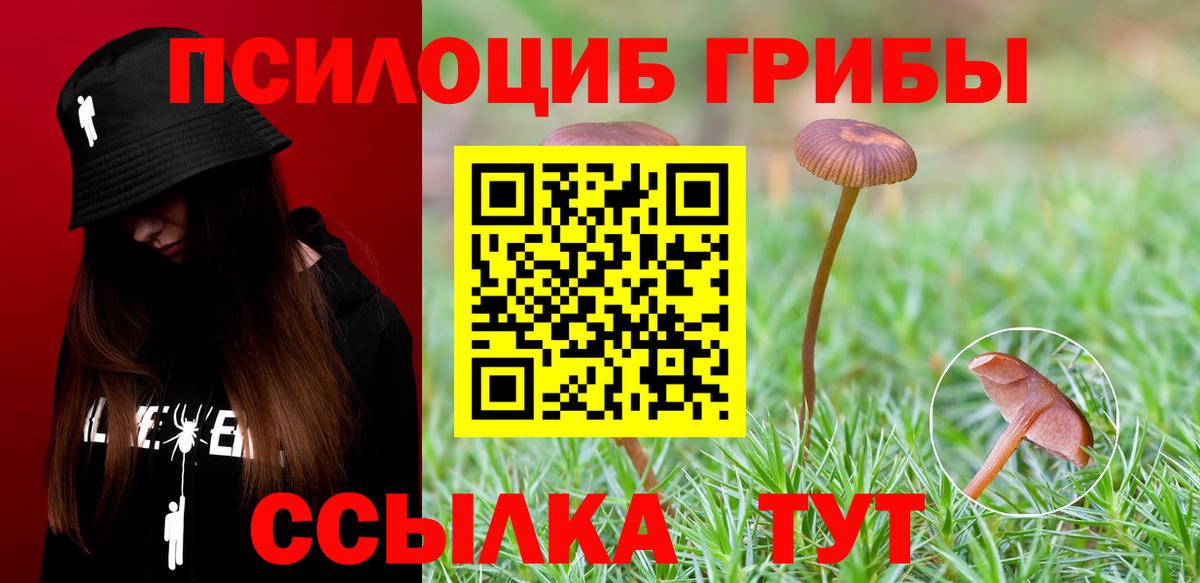 Псилоцибиновые грибы Psilocybe  Вход с VPN  Березники 